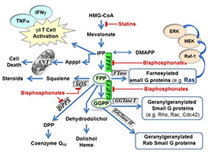 research proposal medicinal chemistry